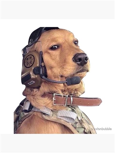 red dog aviator review